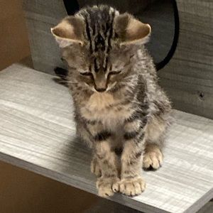 Meet your Posher, Lea